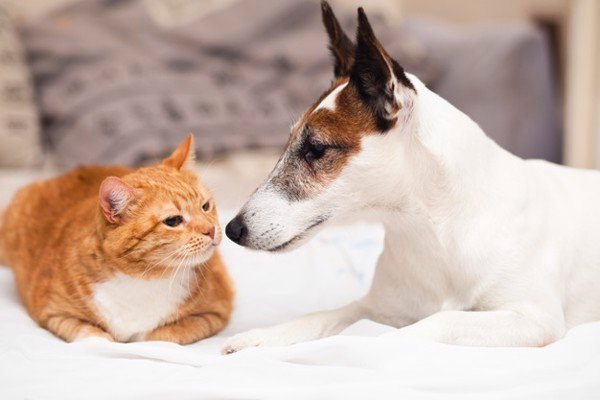 Nên nuôi chó hay mèo khi cần nuôi thú cưng trong nhà (2020)