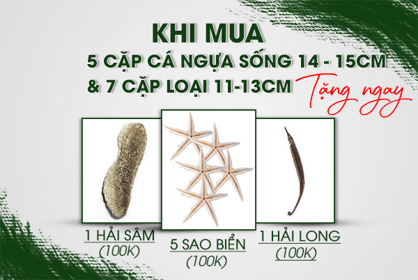 Tác dụng của cá ngựa giúp kéo dài tuổi thọ