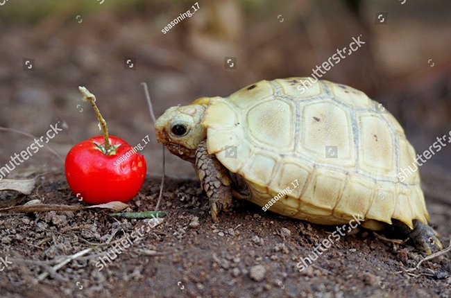Rùa cạn ăn gì: tỉ lệ thức ăn của rùa