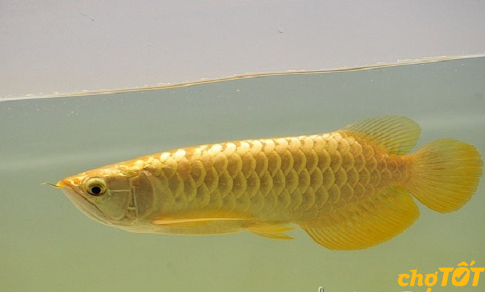 Tham khảo giá cá kim long