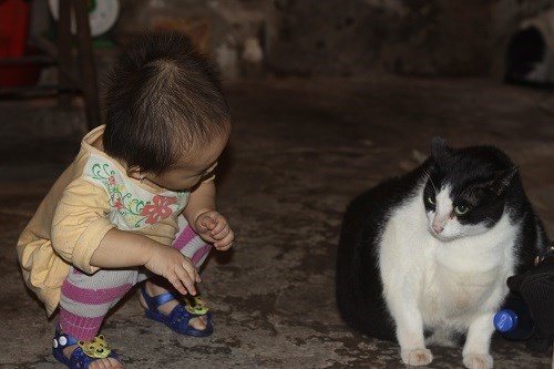 Nam Định: Mèo nặng nhất thế giới, trả 120 triệu không bán
