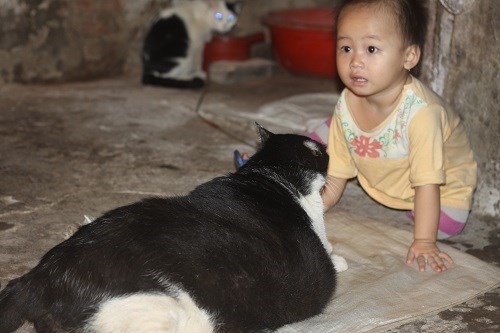 Nam Định: Mèo nặng nhất thế giới, trả 120 triệu không bán