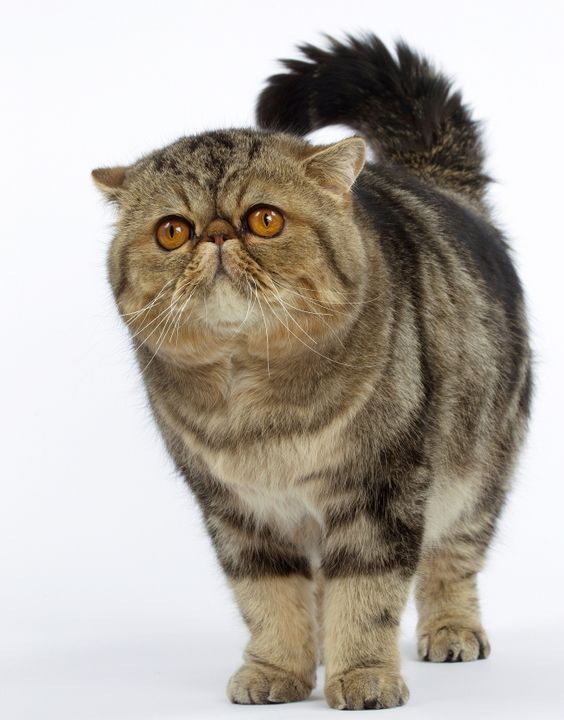 Exotic shorthair