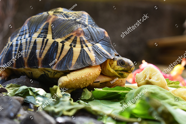 Rùa cạn ăn gì: phương pháp cho ăn