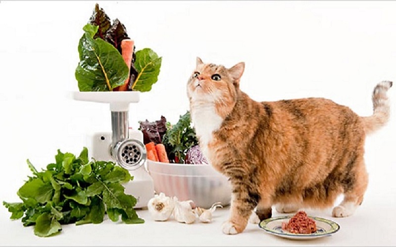 chế biến thức ăn cho mèo con bằng nguyên liệu tự nhiên