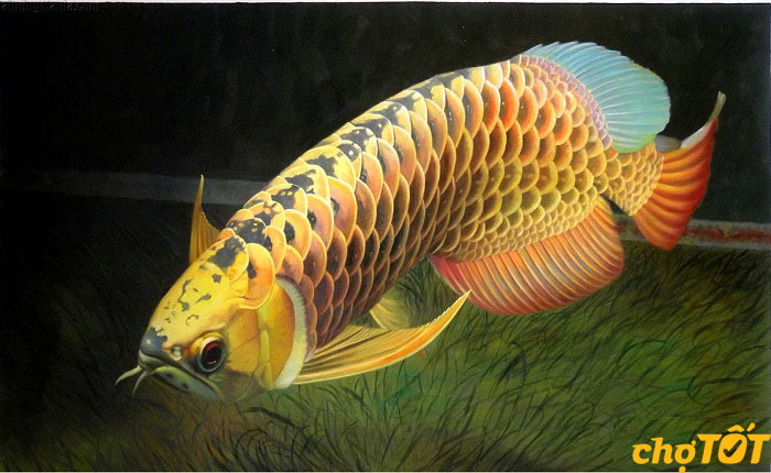 Nguồn gốc của cá kim long