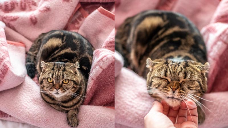 Mèo Scottish tai cụp (Scottish Fold)