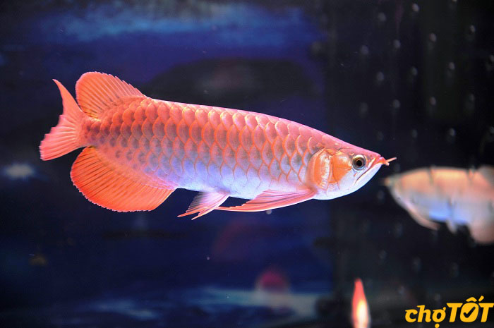 Ý nghĩa phong thủy cá kim long