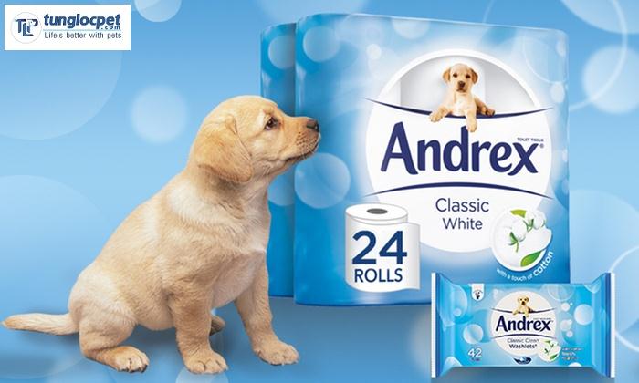 Andrex Labrador là chú chó chuyên bán giấy vệ sinh