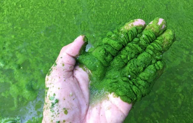 Ảnh hưởng của tảo lam đối với môi trường sống của sinh vật