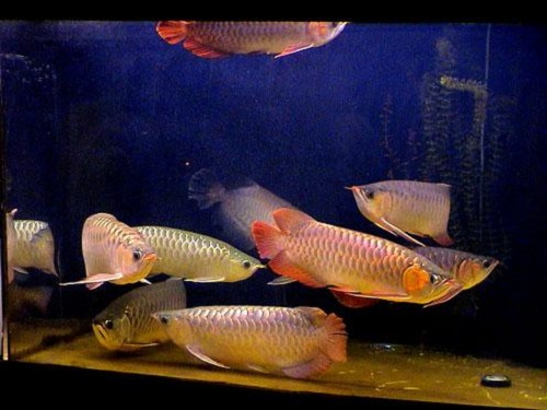 bể cá rồng