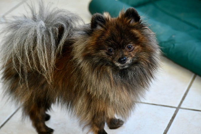 Brindle Pomeranian - Phốc sóc vện.