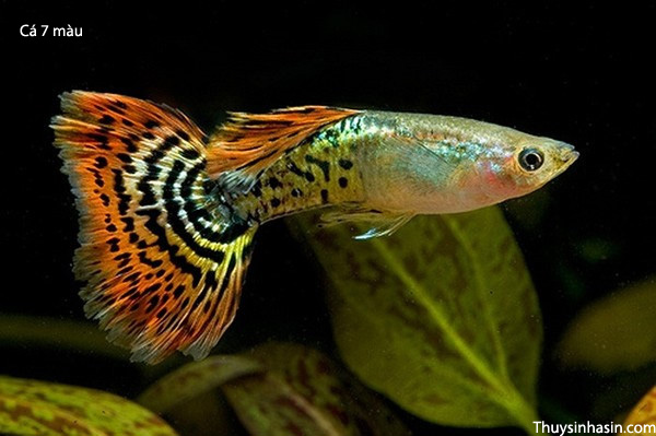 Cá 7 màu có thể nuôi chung với tép kiểng với điều kiện hồ rộng và nhiều chỗ núp