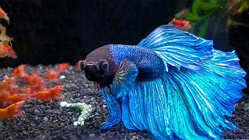 cá betta