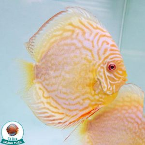 cá dĩa albino bồ câu vàng