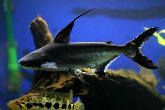 Khả năng thích nghi của loài cá mập cảnh cao nên chúng tương đối khá dễ nuôi.