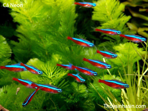 Cá Neon thích hợp nuôi chung tép kiểng