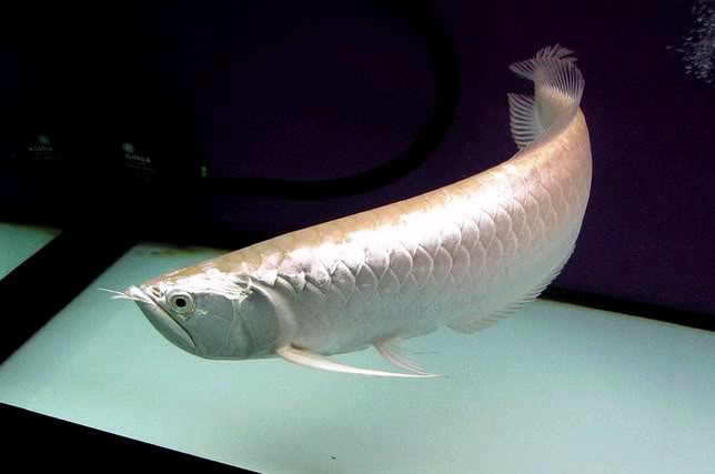cá rồng ngân long