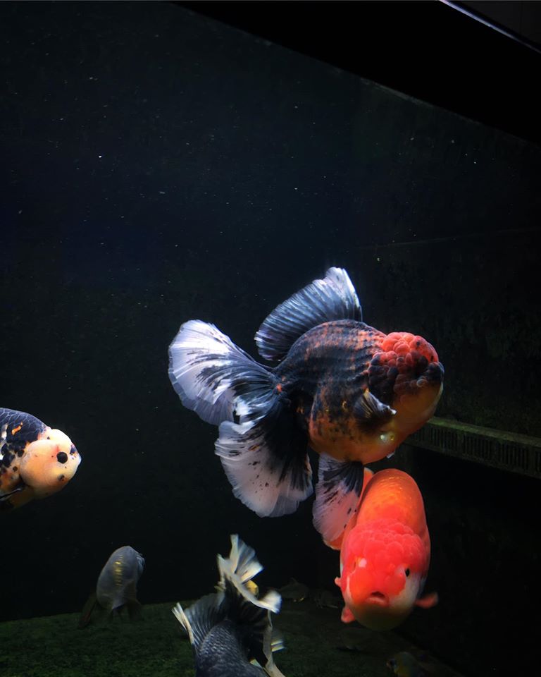 oranda