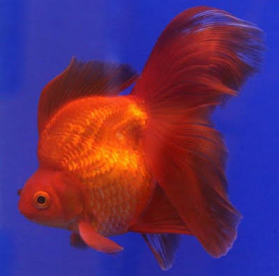 ca vang Ryukin