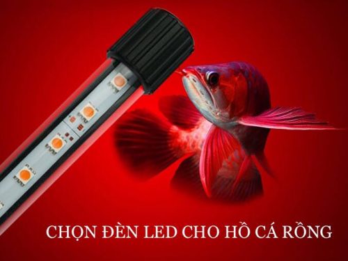 Đánh đèn cho cá rồng highback 4