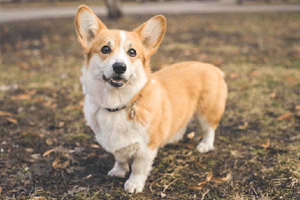 Kết hợp khen thưởng và tránh trách mắng khi huấn luyện Corgi