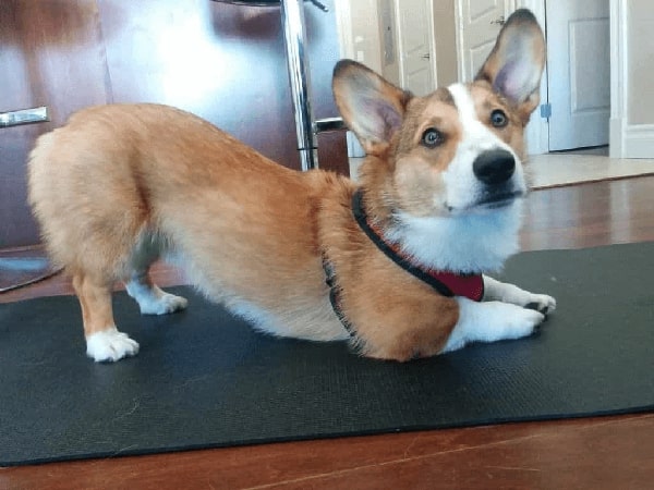 Nếu không huấn luyện Corgi ngay từ nhỏ thì chúng sẽ có thói quen xấu