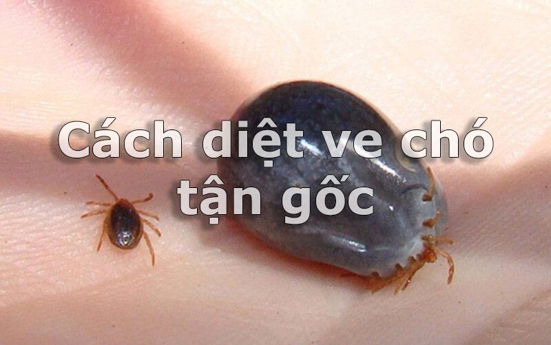 Cách diệt ve chó tận gốc hiệu quả trong và ngoài nhà