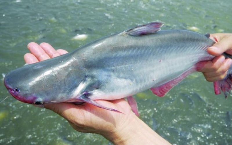 Cá basa nằm trong danh sách các loài cá nước ngọt ngon nhất