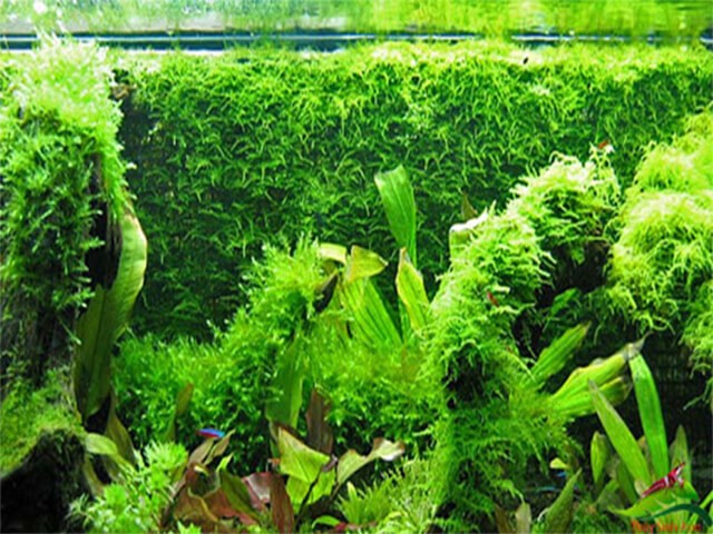 Cách trồng rêu trong hồ thủy sinh