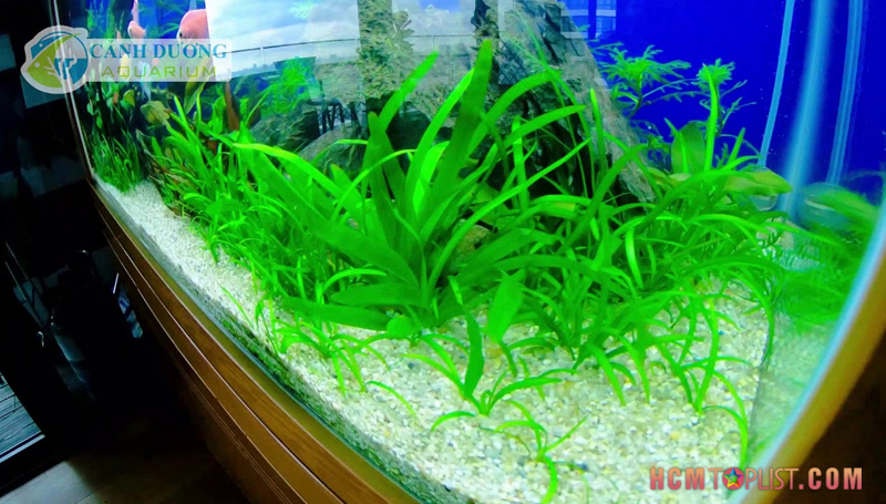 canh-duong-aquarium-hcmtoplist