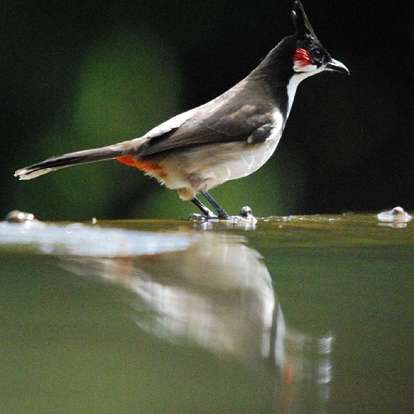 Có thể cho chim ăn lạc vì trong lạc có chứa các chất béo sẽ giúp lông chim óng mượt và mọc nhanh hơn.