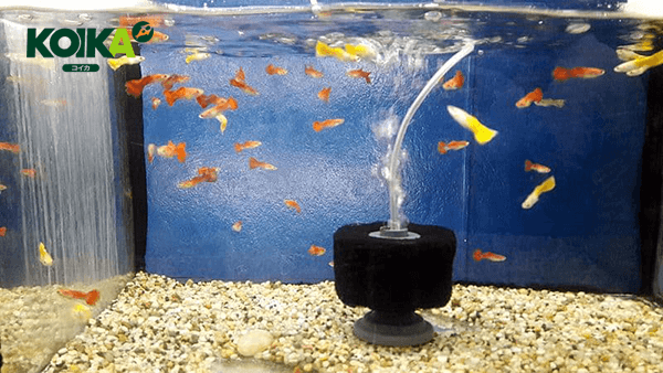 Chế lọc sủi vi sinh cho hồ cá giúp lọc đáy hồ, làm sạch nước trong 24h