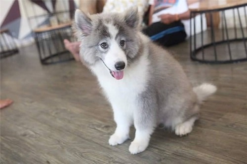 chó Alaska lai Samoyed