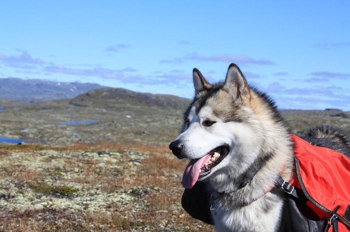 chó Alaskan Malamute