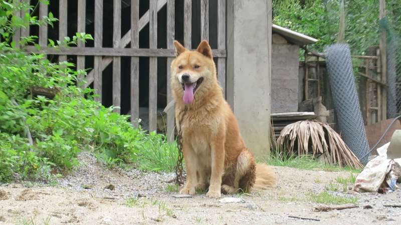 cho bac ha 2 1