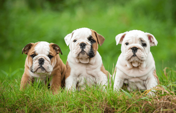 10 giống chó đắt nhất thế giới (update 2020)