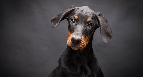 chó doberman thuần chủng