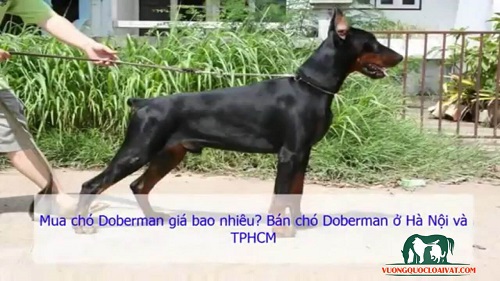 chó pomeranian bao nhiêu tiền