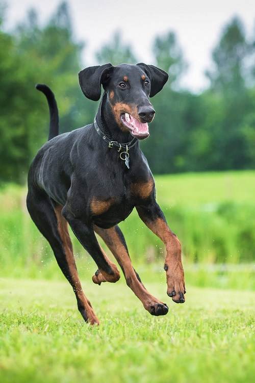 chó đức doberman pinscher