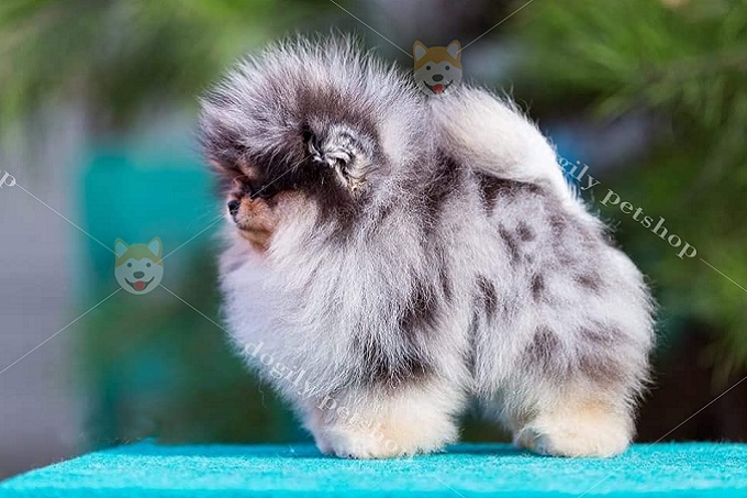 Chó Phốc sóc màu blue merle