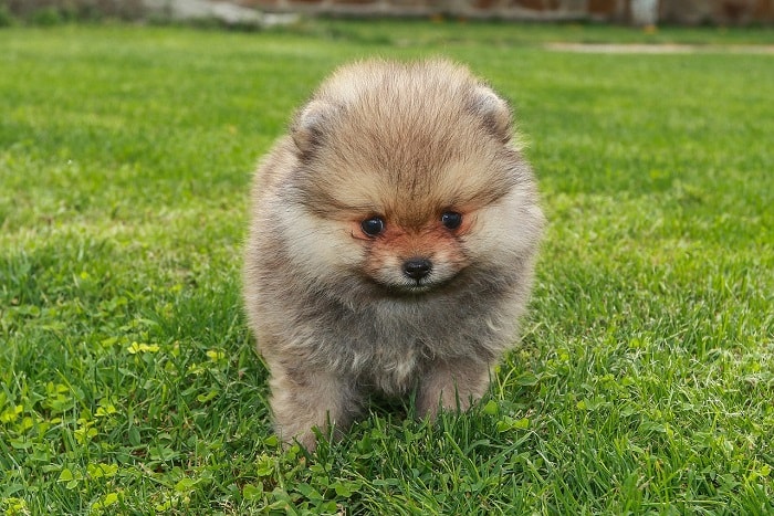 chó Pomeranian