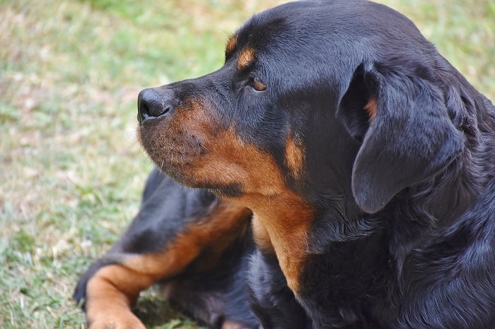 chó Rottweiler