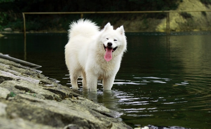 chó Samoyed