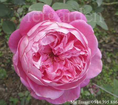 Hoa hồng cổ Sapa