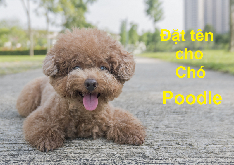 Hướng dẫn đặt tên cho chó Poodle, tên hay cho chó Poodle