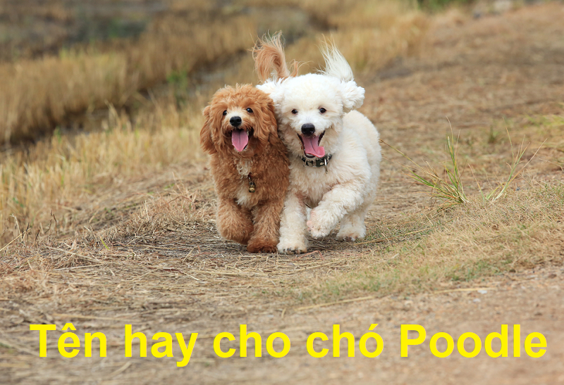 Tên hay cho chó Poodle, đặt tên cho chó Poodle đực, đặt tên cho chó Poodle cái