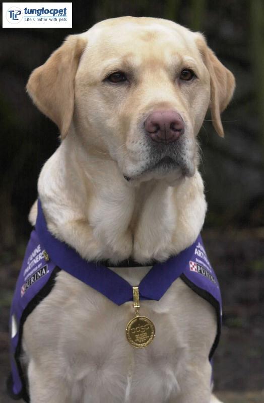 Endal Labrador Retriever