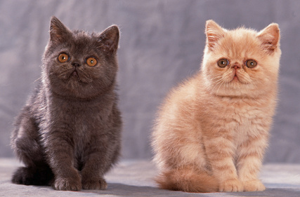 Exotic-Shorthair-15