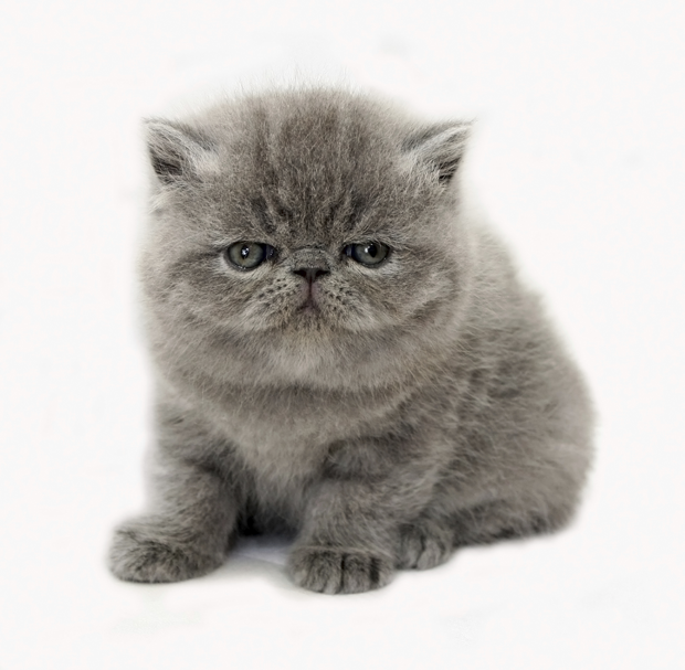 exoticshorthair3